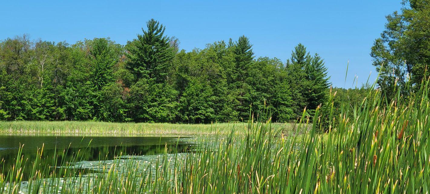 forest and cattails surrounding serene lake